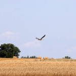 Link do Klimaty Podlasia inne_podlasie__dsc7636